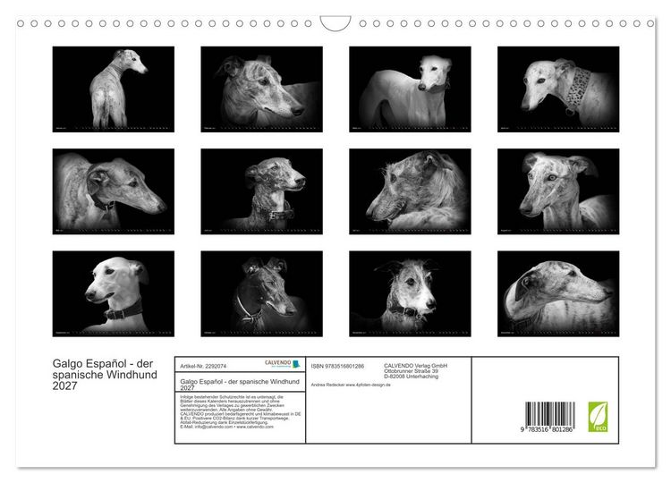 Produktbild: Galgo Espa&ntilde;ol - der spanische Windhund 2027 (Wandkalender 2027 DIN A3 quer), CALVENDO Monatskalender