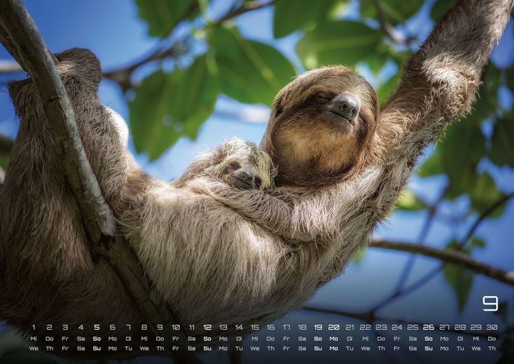 Produktbild: Faultiere &ndash; Chill mal! - 2027 - Kalender DIN A2