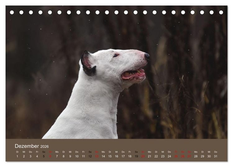 Produktbild: Bullterrier - charmante Herzensbrecher (Tischkalender 2026 DIN A5 quer), CALVENDO Monatskalender