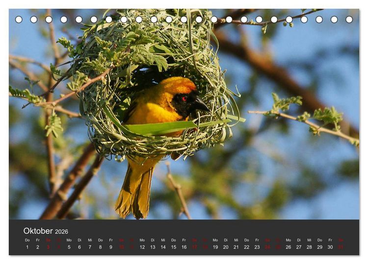 Produktbild: S&uuml;dafrika - Einzigartige Natursch&ouml;nheit (Tischkalender 2026 DIN A5 quer), CALVENDO Monatskalender