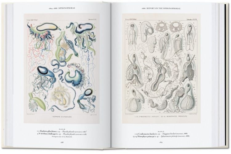 Produktbild: The Art and Science of Ernst Haeckel