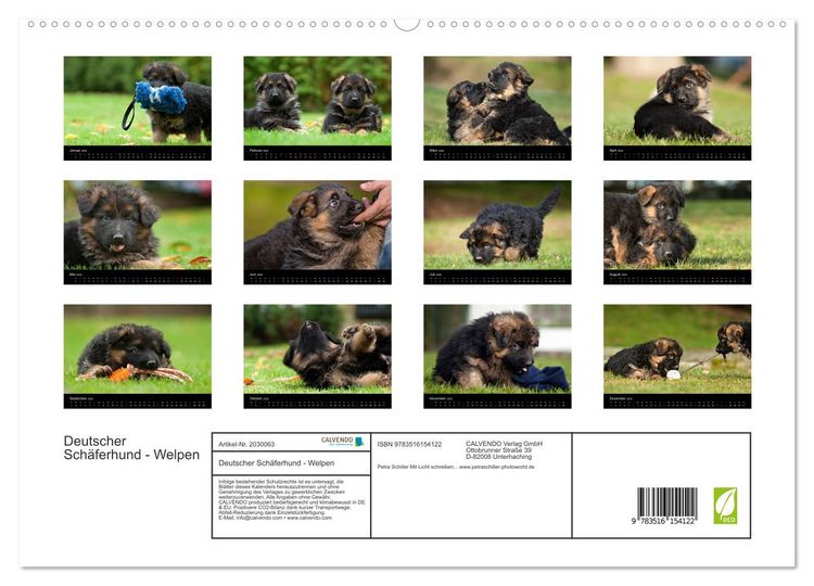 Produktbild: Deutscher Sch&auml;ferhund - Welpen (hochwertiger Premium Wandkalender 2026 DIN A2 quer), Kunstdruck in Hochglanz