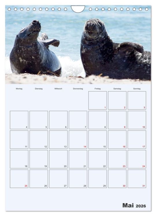 Produktbild: Wildes Leben auf Helgoland (Wandkalender 2026 DIN A4 hoch), CALVENDO Monatskalender