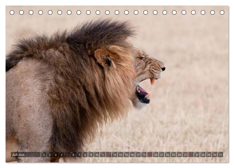 Produktbild: Raubkatzen Afrikas (Tischkalender 2026 DIN A5 quer), CALVENDO Monatskalender