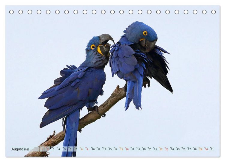 Produktbild: Aras im Pantanal (Tischkalender 2026 DIN A5 quer), CALVENDO Monatskalender