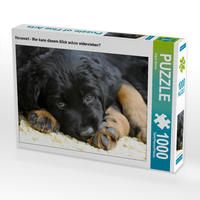 Produktbild: CALVENDO Puzzle Hovawart - Wer kann diesem Blick schon widerstehen? 1000 Teile Lege-Gr&ouml;&szlig;e 64 x 48 cm Foto-Puzzle Bild von Sigrid Starick