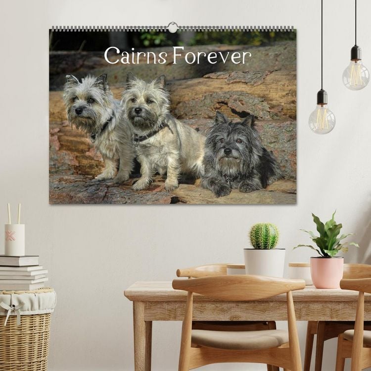Produktbild: Cairns Forever (Wandkalender 2026 DIN A2 quer), CALVENDO Monatskalender