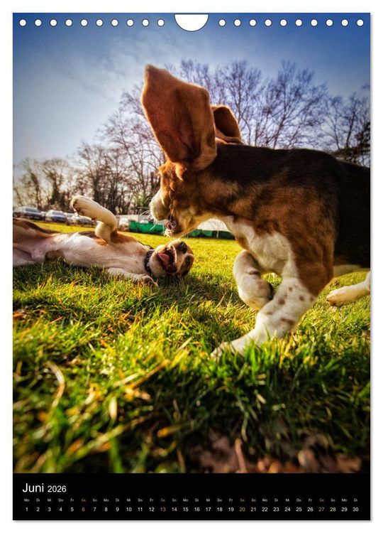 Produktbild: Beagle Action - Wilde Kuscheltiere (Wandkalender 2026 DIN A4 hoch), CALVENDO Monatskalender