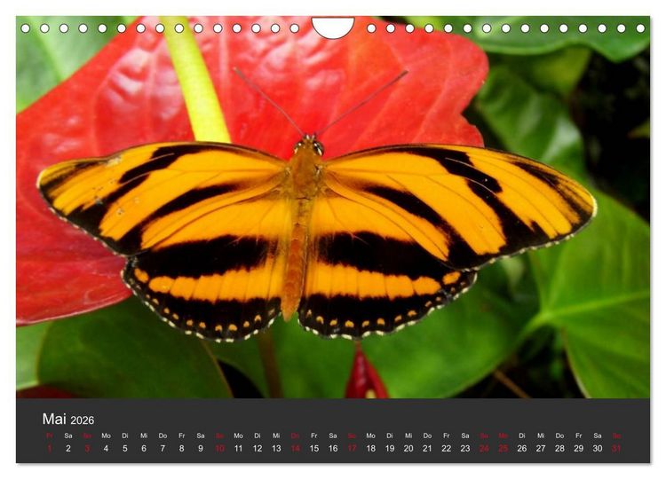 Produktbild: Schmetterlinge (Wandkalender 2026 DIN A4 quer), CALVENDO Monatskalender