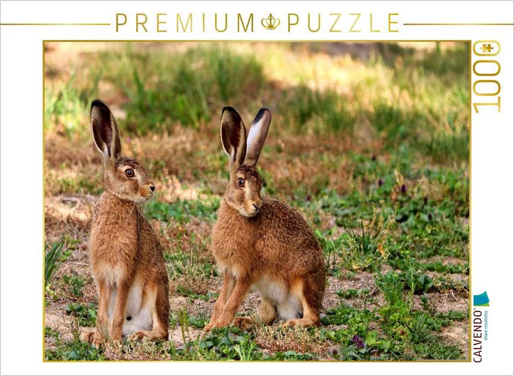 Produktbild: CALVENDO Puzzle Aufmerksame Feldhasen | 1000 Teile Lege-Gr&ouml;&szlig;e 64x48cm Foto-Puzzle f&uuml;r gl&uuml;ckliche Stunden