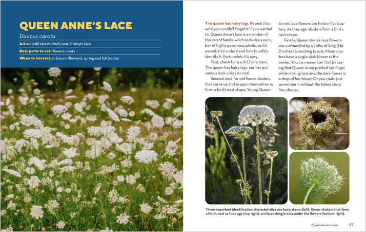 Produktbild: How to Forage for Wild Foods Without Dying