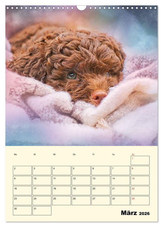 Produktbild: Jahresplaner Lagotto Romagnolo Welpen (Wandkalender 2026 DIN A3 hoch), CALVENDO Monatskalender