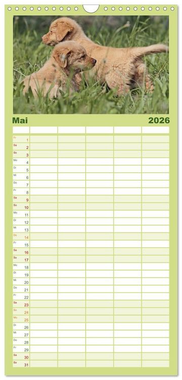 Produktbild: Familienplaner 2026 - Nova Scotia Duck Tolling Retriever mit 5 Spalten (Wandkalender, 21 x 45 cm) CALVENDO