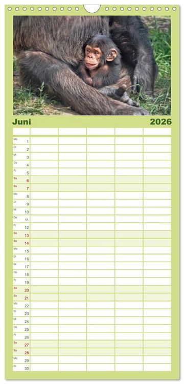 Produktbild: Familienplaner 2026 - Affen - Affenkinder mit 5 Spalten (Wandkalender, 21 x 45 cm) CALVENDO