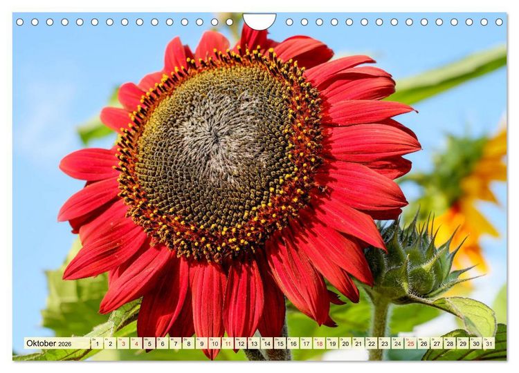 Produktbild: Sonnenblumen. Das Strahlen des Sommers (Wandkalender 2026 DIN A4 quer), CALVENDO Monatskalender