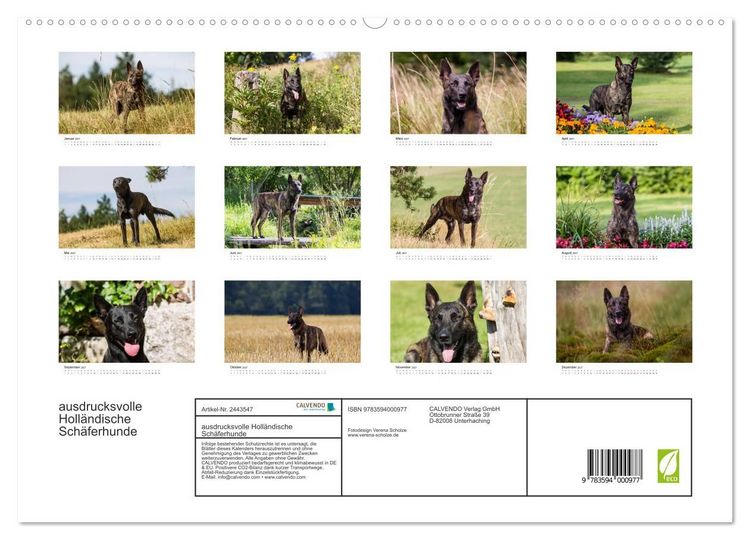 Produktbild: ausdrucksvolle Holl&auml;ndische Sch&auml;ferhunde (hochwertiger Premium Wandkalender 2027 DIN A2 quer), Kunstdruck in Hochglanz
