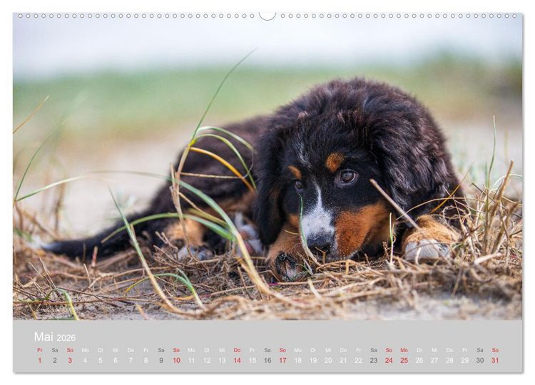 Produktbild: Liebling BERNER SENNENHUND (hochwertiger Premium Wandkalender 2026 DIN A2 quer), Kunstdruck in Hochglanz