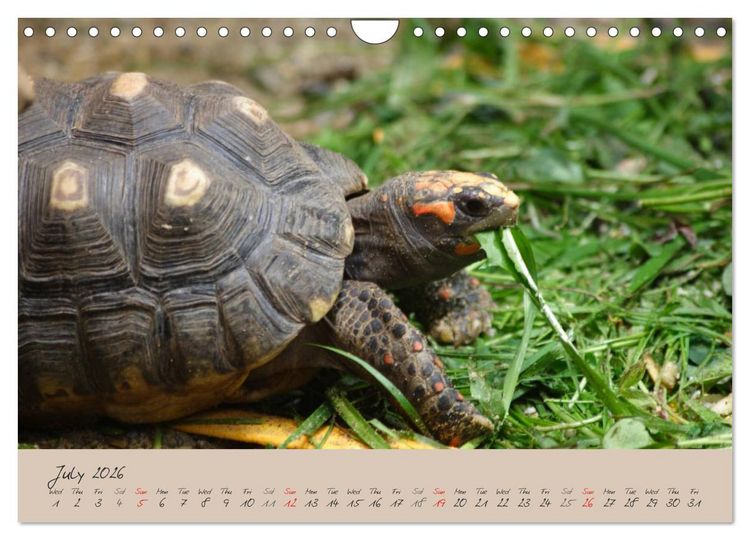 Produktbild: Turtles and Tortoise / UK-Version (Wall Calendar 2026 DIN A4 landscape), CALVENDO 12 Month Wall Calendar