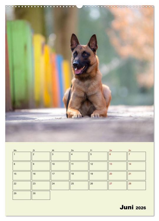 Produktbild: Malinois verl&auml;ssliche Begleiter (hochwertiger Premium Wandkalender 2026 DIN A2 hoch), Kunstdruck in Hochglanz