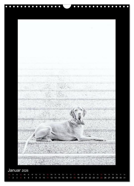 Produktbild: Vizsla-Liebe (Wandkalender 2026 DIN A3 hoch), CALVENDO Monatskalender