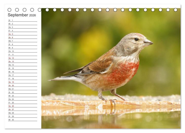 Produktbild: Faszinierendes Bulgarien (Tischkalender 2026 DIN A5 quer), CALVENDO Monatskalender