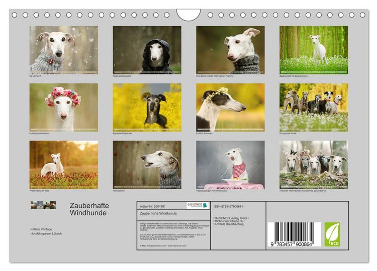 Produktbild: Zauberhafte Windhunde (Wandkalender 2026 DIN A4 quer), CALVENDO Monatskalender
