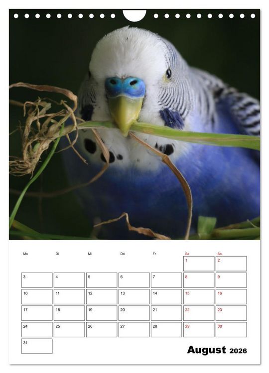 Produktbild: Wellensittichkalender Jubil&auml;umsedition - 10 Jahre Wellensittichkalender! (Wandkalender 2026 DIN A4 hoch), CALVENDO Monatskalender