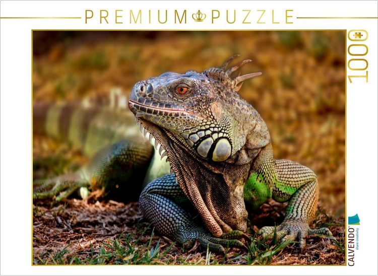 Produktbild: CALVENDO Puzzle Wundersch&ouml;ner Leguan | 1000 Teile Lege-Gr&ouml;&szlig;e 64x48cm Foto-Puzzle f&uuml;r gl&uuml;ckliche Stunden