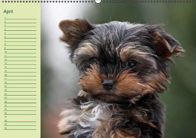 Produktbild: Puppies Birthday Calendar / UK-Version (Wall Calendar perpetual DIN A2 Landscape)