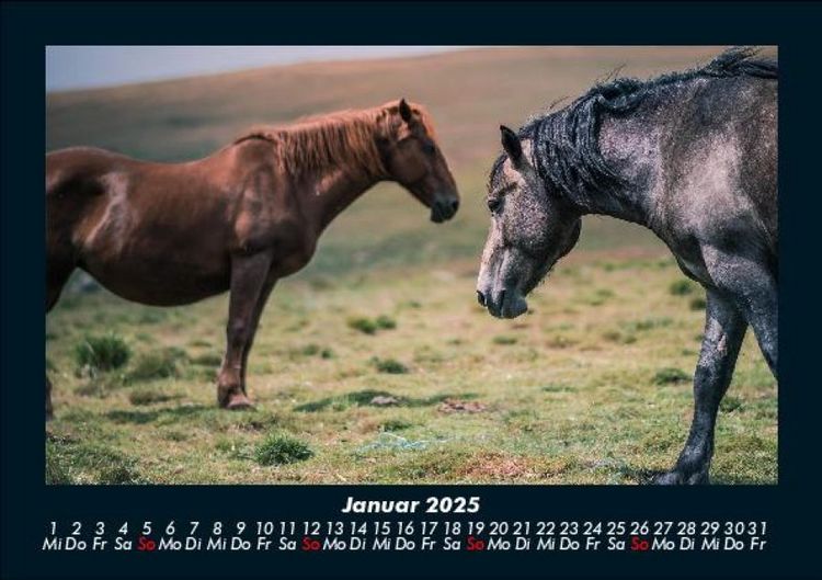 Produktbild: Pferde Kalender 2025 Fotokalender DIN A5