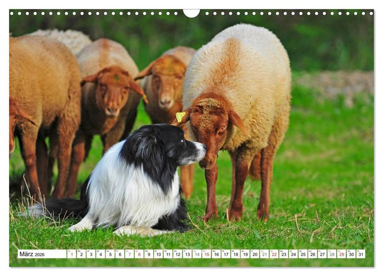 Produktbild: Traumhund Border Collie (Wandkalender 2026 DIN A3 quer), CALVENDO Monatskalender