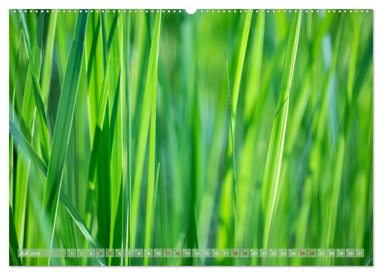 Produktbild: GR&Uuml;N Harmonie Wachstum Zufriedenheit (Wandkalender 2026 DIN A2 quer), CALVENDO Monatskalender