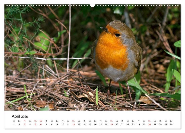 Produktbild: Heimische Tierwelt (Wandkalender 2026 DIN A2 quer), CALVENDO Monatskalender