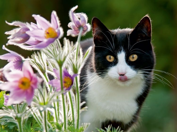 Produktbild: Katze schaut neugierig durch Bl&uuml;ten der K&uuml;chenschellen (Puzzle)