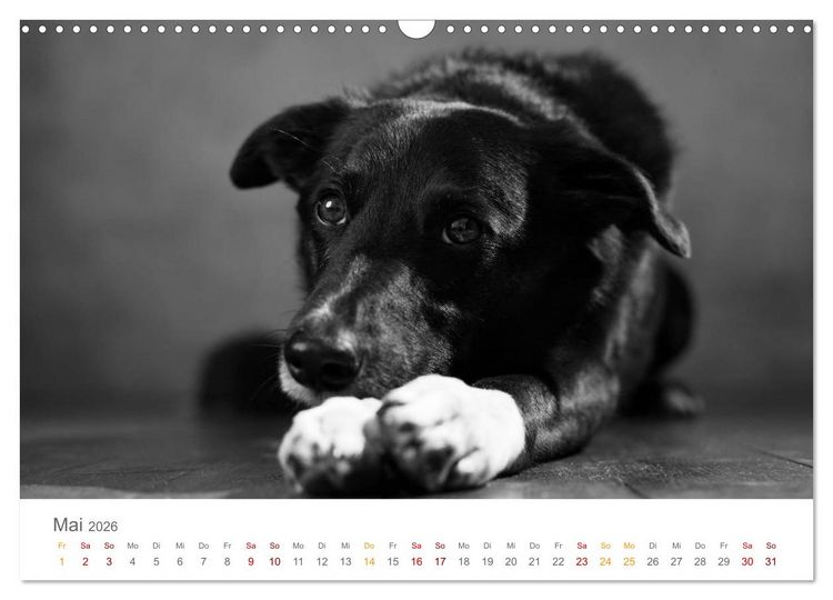 Produktbild: Hundeportraits Fine Art (Wandkalender 2026 DIN A3 quer), CALVENDO Monatskalender