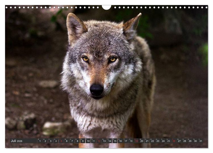 Produktbild: W&ouml;lfe. Graue Eminenzen (Wandkalender 2026 DIN A3 quer), CALVENDO Monatskalender