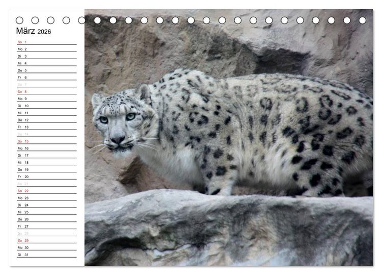 Produktbild: Der Schneeleopard (Tischkalender 2026 DIN A5 quer), CALVENDO Monatskalender