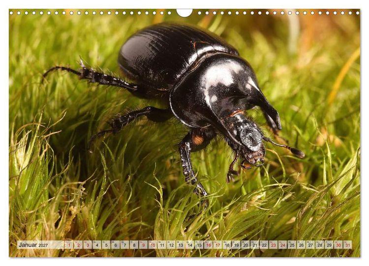Produktbild: WELT DER K&Auml;FER (Wandkalender 2027 DIN A3 quer), CALVENDO Monatskalender