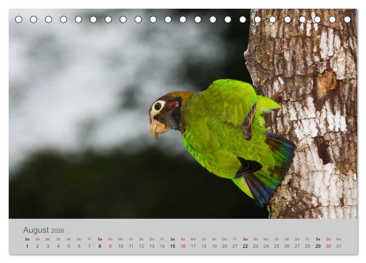Produktbild: Costa Rica - Exotische V&ouml;gel im Regenwald (Tischkalender 2026 DIN A5 quer), CALVENDO Monatskalender