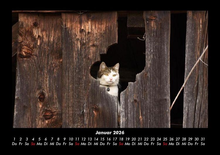 Produktbild: F&uuml;r Katzenfreunde 2026 Fotokalender DIN A3