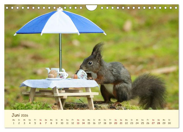 Produktbild: Eichh&ouml;rnchen - zauberhaft verspielt (Wandkalender 2026 DIN A4 quer), CALVENDO Monatskalender
