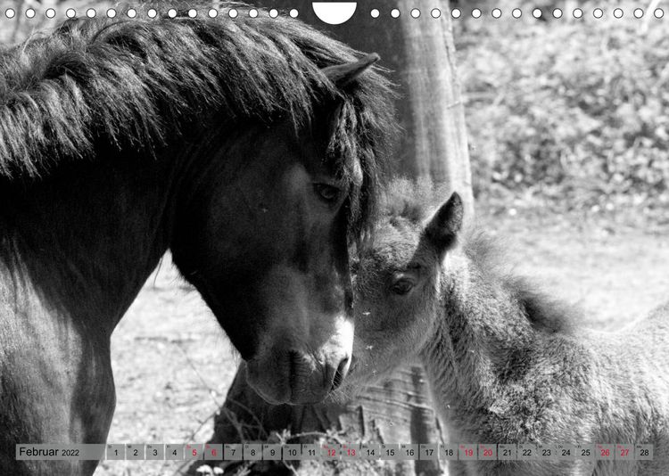Produktbild: Die letzten Wildpferde Exmoor Ponys (Wandkalender 2022 DIN A4 quer)