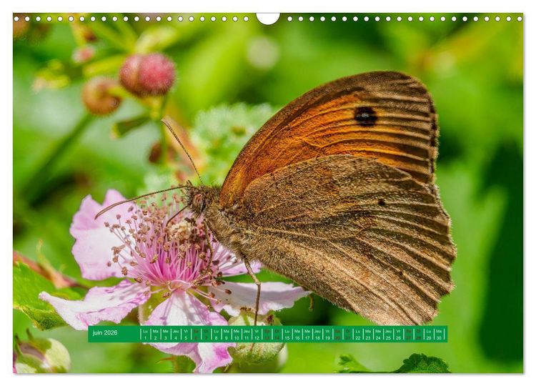 Produktbild: La vie de nos prairie, les papillons (Calendrier mural 2026 DIN A3 vertical), CALVENDO calendrier mensuel