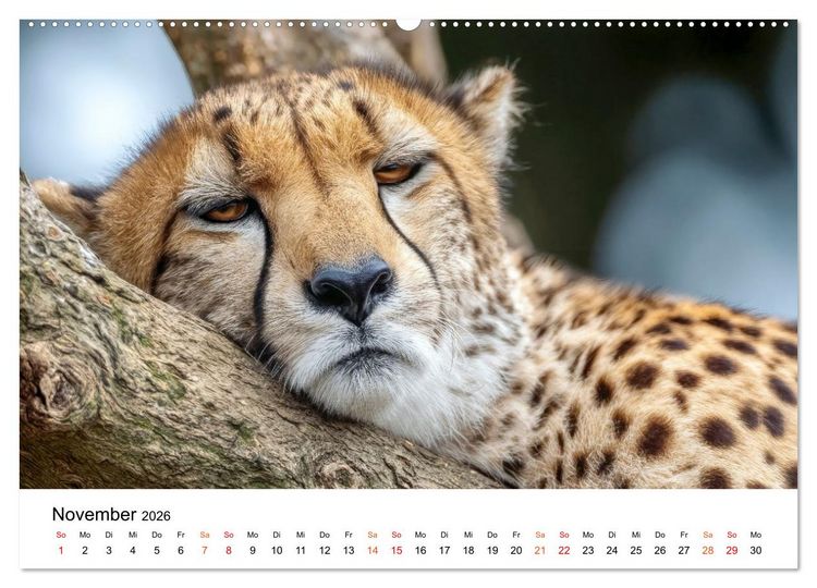 Produktbild: Geparden - Eleganz auf vier Pfoten (hochwertiger Premium Wandkalender 2026 DIN A2 quer), Kunstdruck in Hochglanz