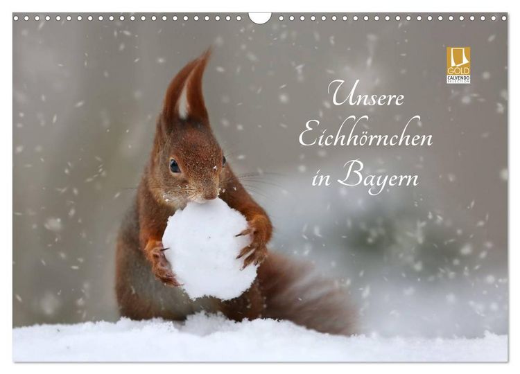 Produktbild: Unsere Eichh&ouml;rnchen in Bayern (Wandkalender 2026 DIN A3 quer), CALVENDO Monatskalender