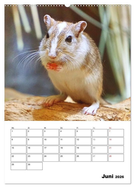 Produktbild: Mongolische Rennm&auml;use (Wandkalender 2026 DIN A2 hoch), CALVENDO Monatskalender