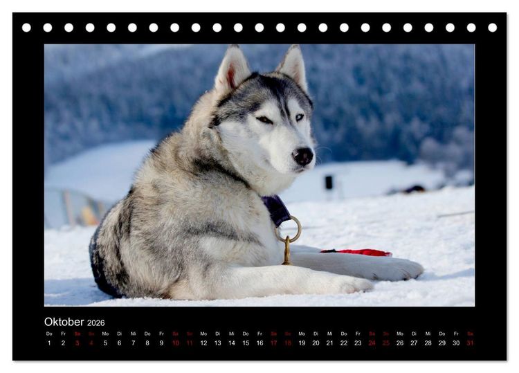 Produktbild: Huskys im Schnee (Tischkalender 2026 DIN A5 quer), CALVENDO Monatskalender