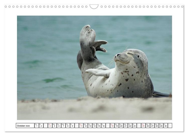 Produktbild: Seals on the Beach (Wall Calendar 2026 DIN A3 landscape), CALVENDO 12 Month Wall Calendar