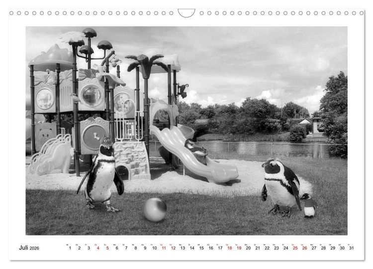 Produktbild: Pinguine privat (Wandkalender 2026 DIN A3 quer), CALVENDO Monatskalender