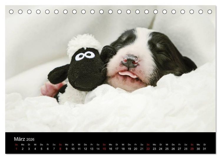 Produktbild: Der Bordercollie-Kalender (Tischkalender 2026 DIN A5 quer), CALVENDO Monatskalender
